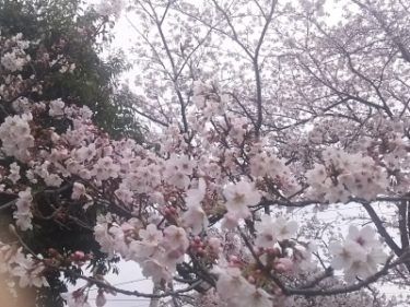 【花見】近所の公園の桜がほぼ満開でした☆